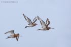 btGodwits_210711a.jpg