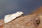 buffErmine_trap_170720a.jpg