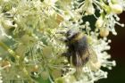 Filename=buffTailed_310514a.jpg
Filesize=244KB
Dimensions=1200x800
Date added=Aug 20, 2014 buffTailed_310514a.jpg
