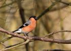 Filename=bullfinch_080310a.jpg
Filesize=209KB
Dimensions=1000x715
Date added=Mar 10, 2010 bullfinch_080310a.jpg