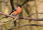 bullfinch_080310d.jpg