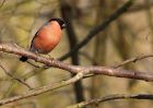 bullfinch_080310e.jpg