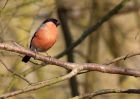 bullfinch_080310f.jpg