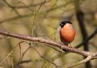 bullfinch_080310h.jpg