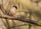 bullfinch_080310j.jpg