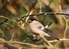 Filename=bullfinch_080310m.jpg
Filesize=206KB
Dimensions=1000x714
Date added=Mar 10, 2010 bullfinch_080310m.jpg