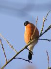 bullfinch_1712a.jpg