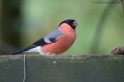 bullfinch_271011a.jpg