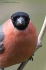 Filename=bullfinch_280412aa.jpg
Filesize=267KB
Dimensions=600x900
Date added=Apr 29, 2012 bullfinch_280412aa.jpg