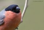 bullfinch_280412b.jpg