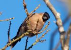 bullfinch_300110d.jpg