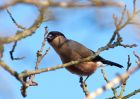 bullfinch_300110e.jpg