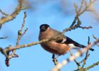 bullfinch_300110f.jpg