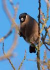 bullfinch_300110h.jpg