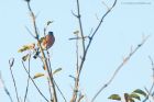 bullfinch_MM_071220a.jpg