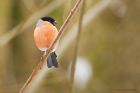 bullfinch_PF_010219b.jpg