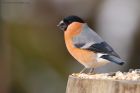 bullfinch_PF_010219e.jpg