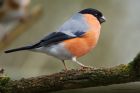 bullfinch_PF_090120a.jpg