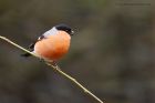 bullfinch_PF_090120b.jpg