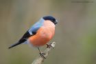 bullfinch_PF_090120d.jpg