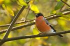 bullfinch_PF_171019a.jpg