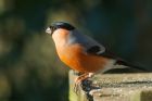 bullfinch_Wslack_170119b.jpg