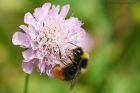 bumble_160815a.jpg