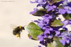 bumble_gdn_170518a.jpg