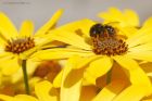 bumble_gdn_270520a.jpg