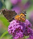 butterflies_0308a.jpg