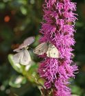 butterfly_0809a.jpg