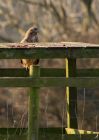 buzzard_030209_DSC05889.jpg