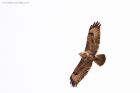 buzzard_080416a.jpg