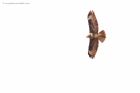 buzzard_080416h.jpg