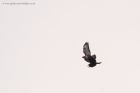 buzzard_100416a.jpg