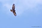 buzzard_100611b.jpg