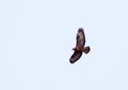 buzzard_130209a.jpg