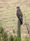 buzzard_131011b.jpg