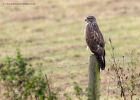 buzzard_131011e.jpg