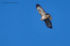 buzzard_140213a.jpg