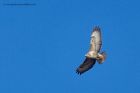 buzzard_140213d.jpg