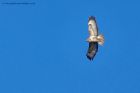 buzzard_140213e.jpg