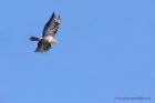 Filename=buzzard_140412a.jpg
Filesize=166KB
Dimensions=1000x666
Date added=Apr 14, 2012 buzzard_140412a.jpg
