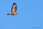 Filename=buzzard_160112a.jpg
Filesize=224KB
Dimensions=1000x667
Date added=Jan 27, 2012 buzzard_160112a.jpg