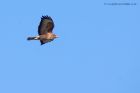 buzzard_160112b.jpg