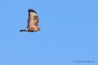 buzzard_160112c.jpg