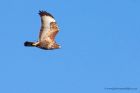 buzzard_160112d.jpg