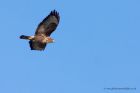 buzzard_160112e.jpg