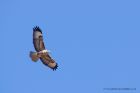 buzzard_180311b.jpg