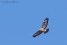 buzzard_180311c.jpg